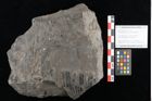 Foto (Objekt + Etikett) von Zamiostrobus lunzensis Ettingshausen (NHMW-GEO-2024-0188-10602)